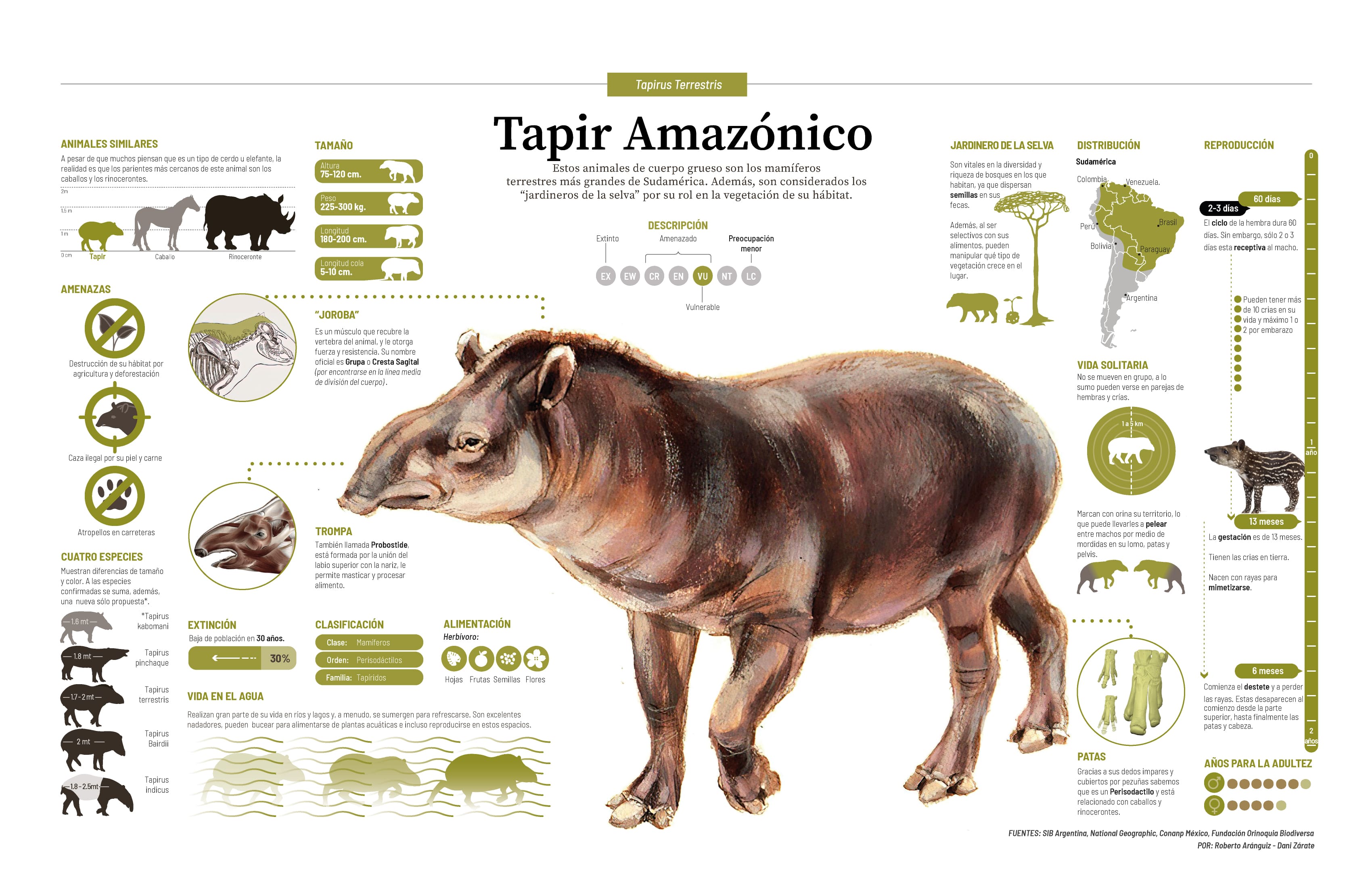 Tapir Amazónico